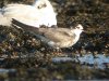 Black Tern at Southend Seafront (Steve Arlow) (98957 bytes)